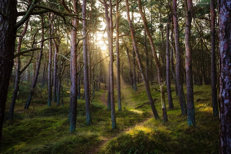 Forest Immersion